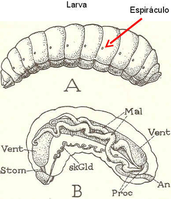 Anatomia da Abelha