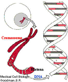 Ácidos Nucleicos