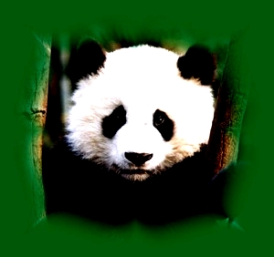 Tecnicas Desenho on Urso Panda  Ailuropoda Melanoleuca  Alimenta    O  Habitat