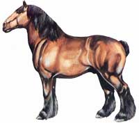 Cavalo Ardenês