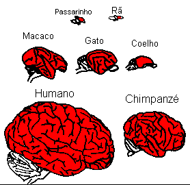 Ilustração respeita a escala entre os cérebros