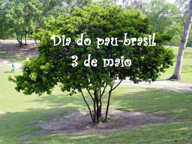 Resultado de imagem para Dia Nacional do Pau Brasil
