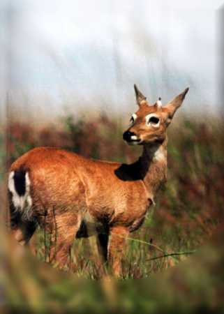 Na fauna há a presença de três mamíferos em extinção: o cervo-do-pantanal 